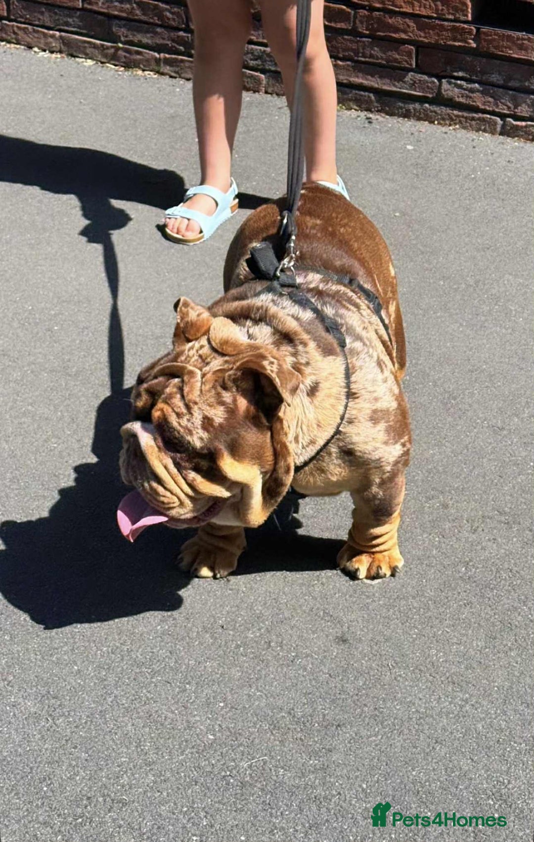 English Bulldog dogs for stud: Kenji chocolate merle STUD - Image 5