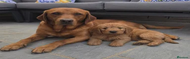 Labradoodle Puppy 2