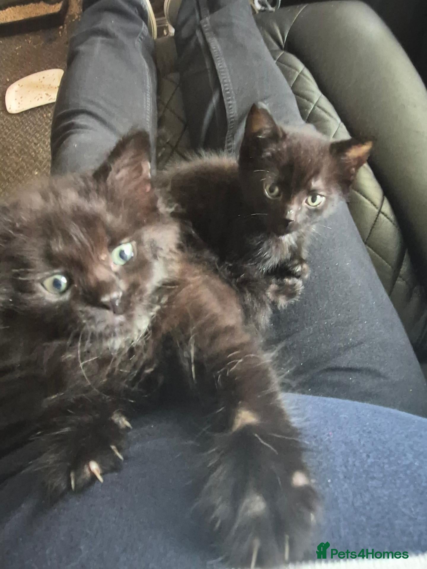 Mixed Breed cats 8 Week Old Kittens - Advert 1