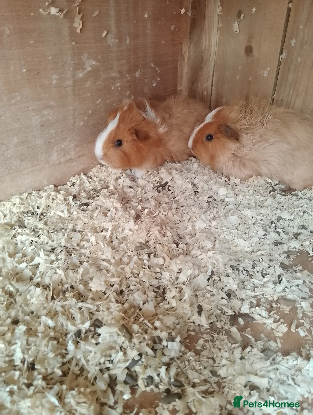 Guinea Pig rodents for sale: Gorgeous males - Advert 2