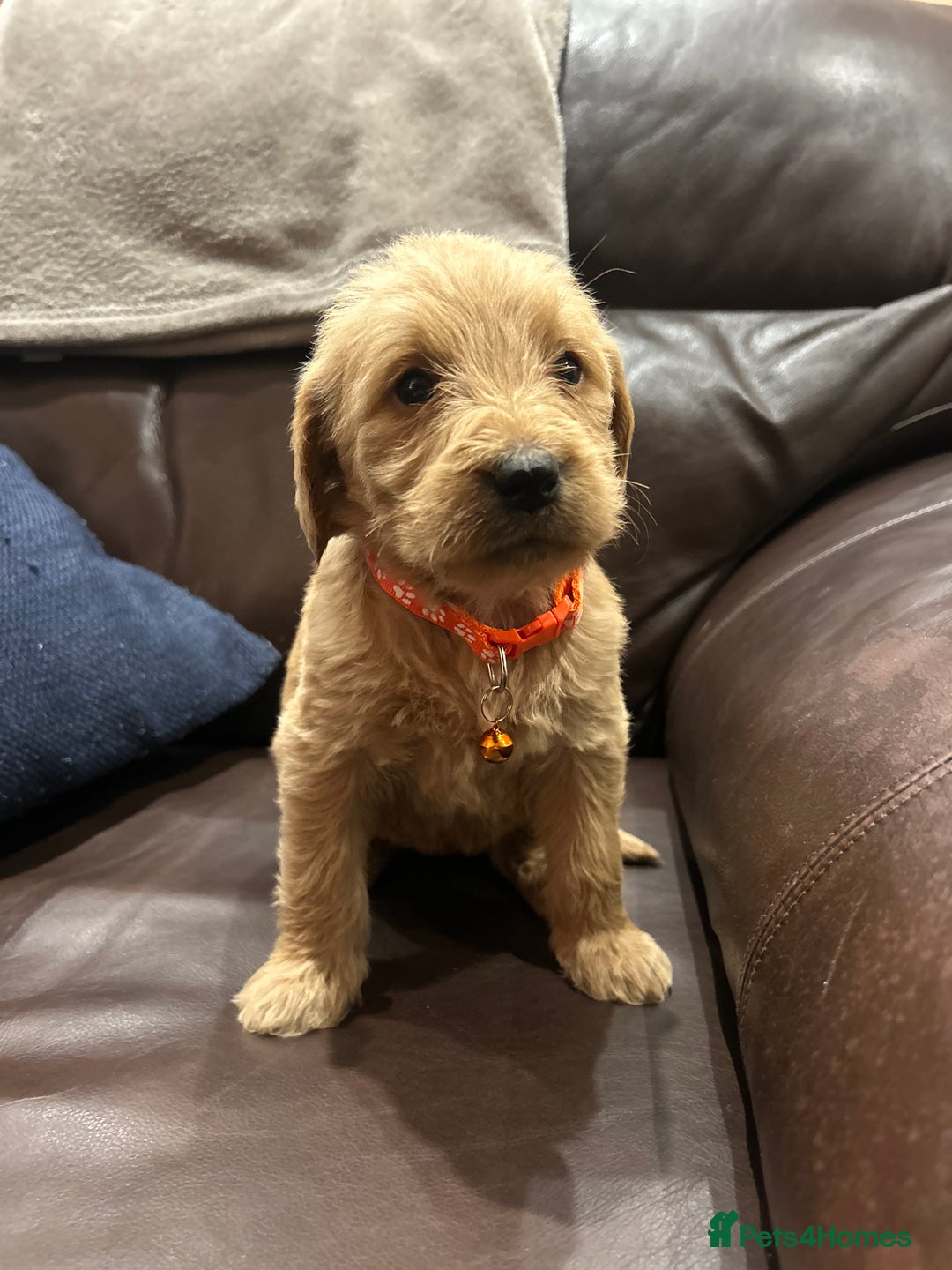 Labradoodle dogs for sale:  Labradoodle boys and girls - Advert 5