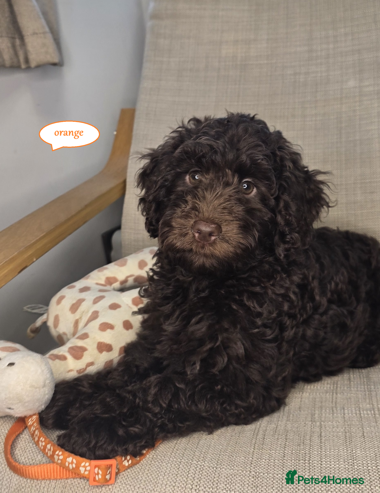 Cockapoo dogs Cockapoo F1b  Puppies ready to leave  - Advert 1