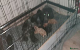 Cockapoo dogs for sale: F1 Cockerpoo's  - Image 2