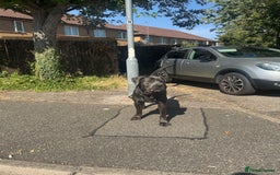 Cane Corso dogs for stud: Cane Corso Stud Tre Cani 🇷🇸 x Kyza Soza 🩸 - Image 8