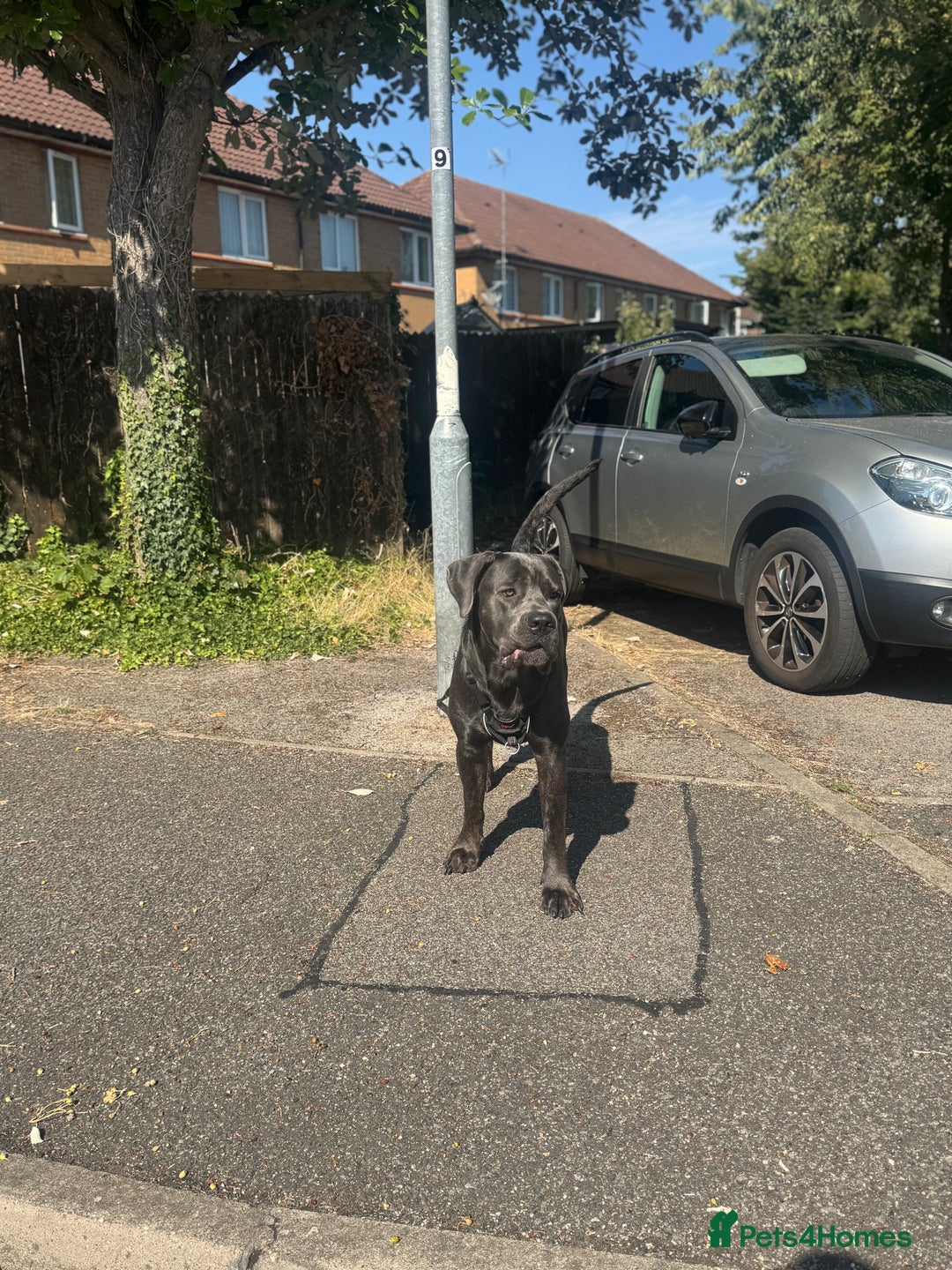 Cane Corso dogs for stud: Cane Corso Stud Tre Cani 🇷🇸 x Kyza Soza 🩸 - Image 8