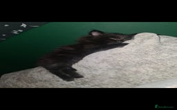 British Longhair cats for sale: Beautiful kittens  - Image 5