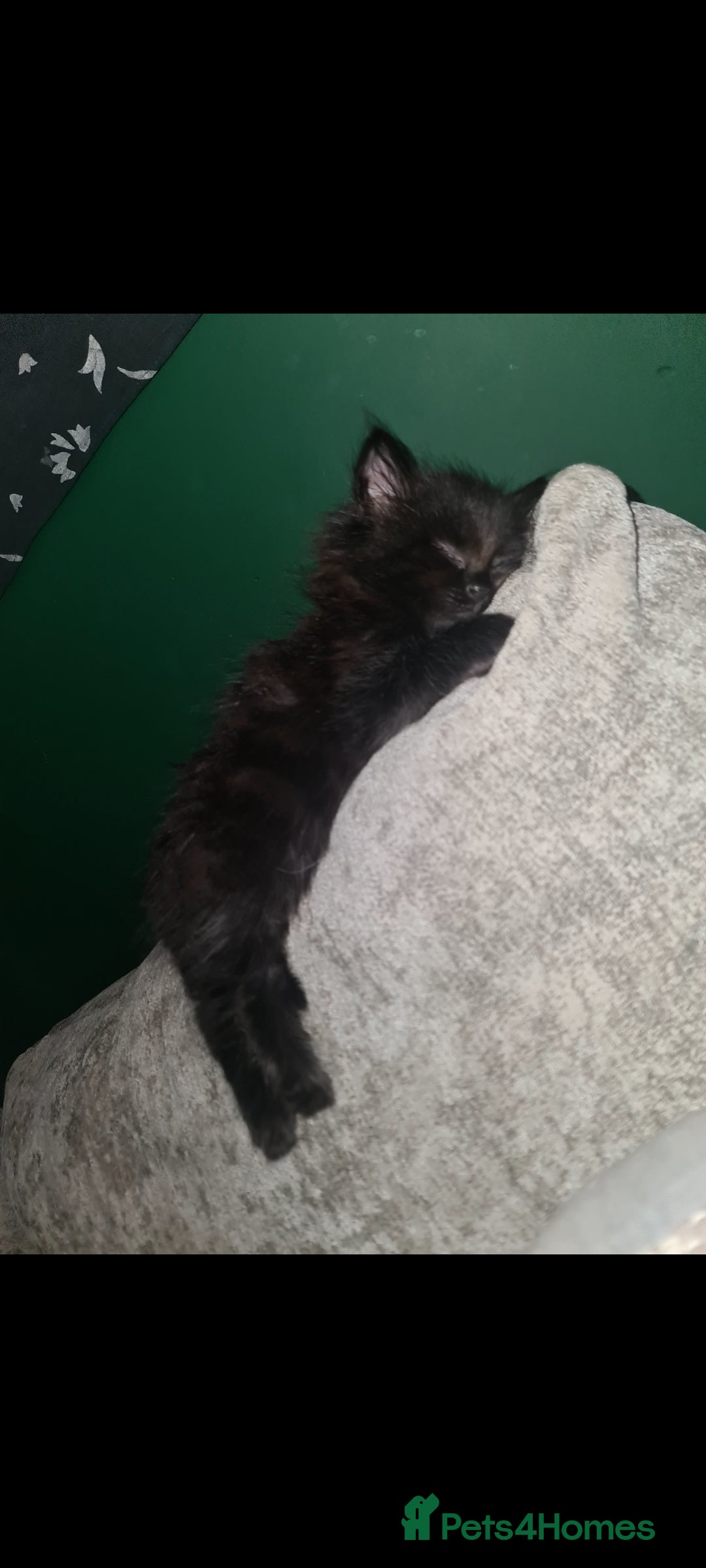 British Longhair cats for sale: Beautiful kittens  - Image 5