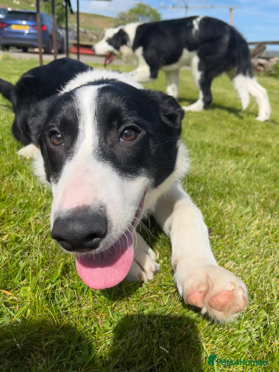 Border Collie dogs for sale: Collie dog pup *ready to go* - Advert 15