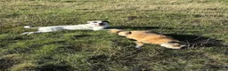 Mixed Breed dogs for adoption: Flipper for adoption in London - Advert 12