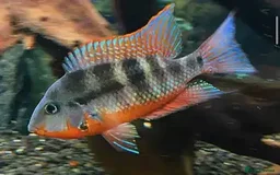 Cichlids fish for sale: South American cichlids all must go! - Image 14