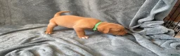 Mixed Breed dogs for sale: Labrador x staff - Advert 36