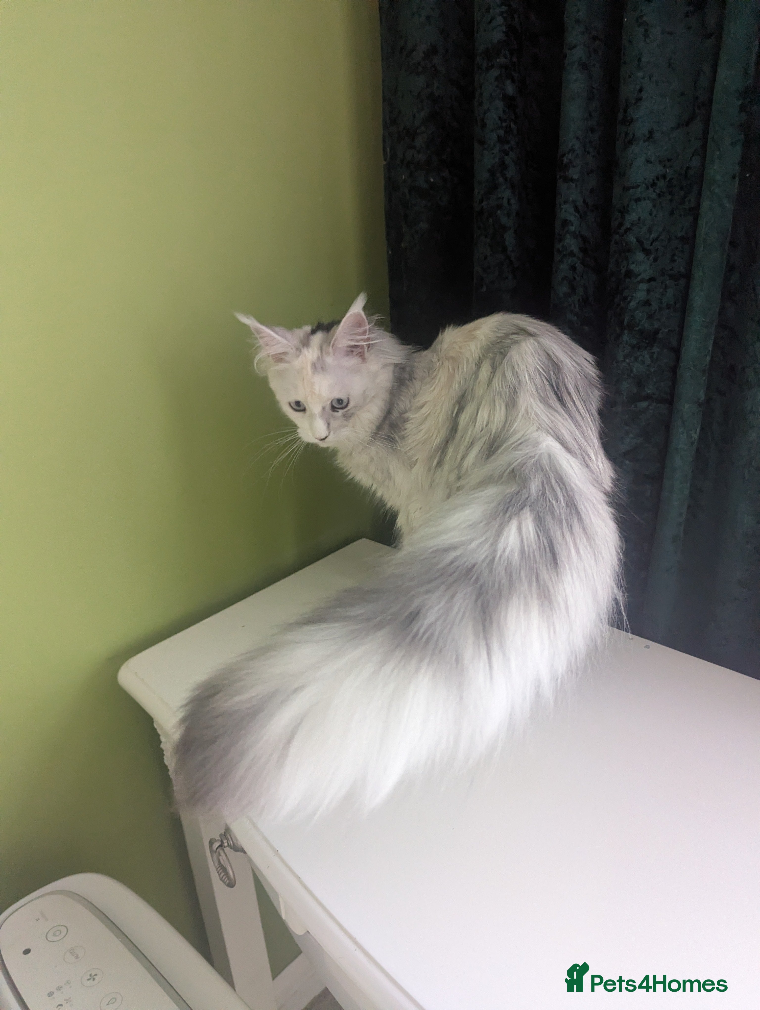 Maine Coon cats Pedigree Maine Coon shaded female  - Advert 9