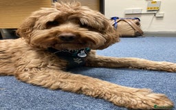 Australian Labradoodle dogs for sale: Australian Labradoodle puppies  - Image 34