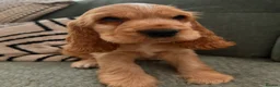 Cocker Spaniel dogs for sale: Golden cocker spaniel - show type  - Advert 2