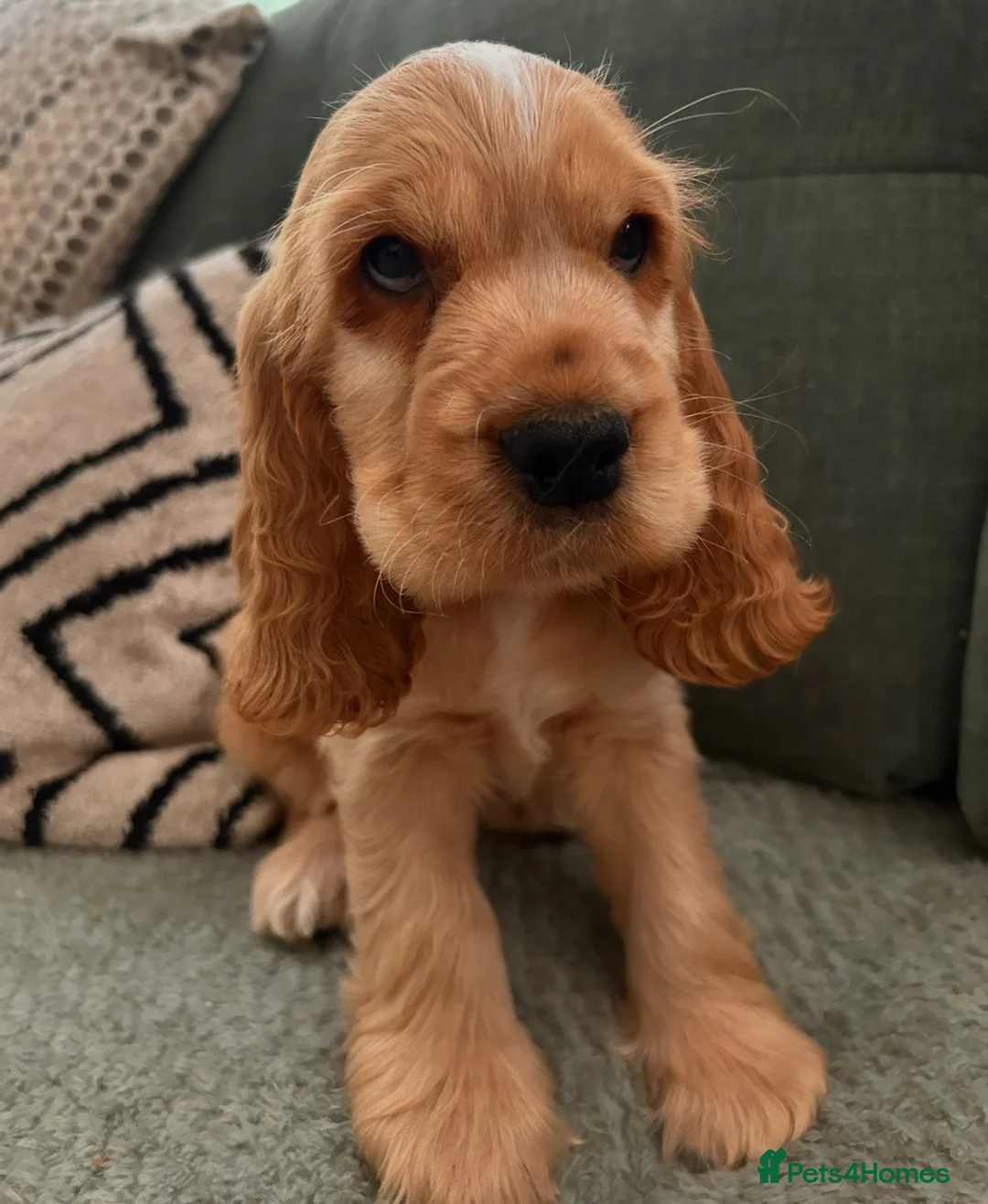 Cocker Spaniel dogs for sale: Golden cocker spaniel - show type  - Advert 2