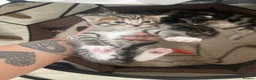 Savannah cats for sale: 5 Beautiful Kittens For SALE - Advert 15