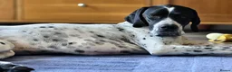 Pointer dogs for sale: 🩵🩵 English Pointer 🩵🩵 - Advert 18