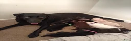 Labrador Retriever dogs for sale: 6 stunning female labrador puppies - Advert 30