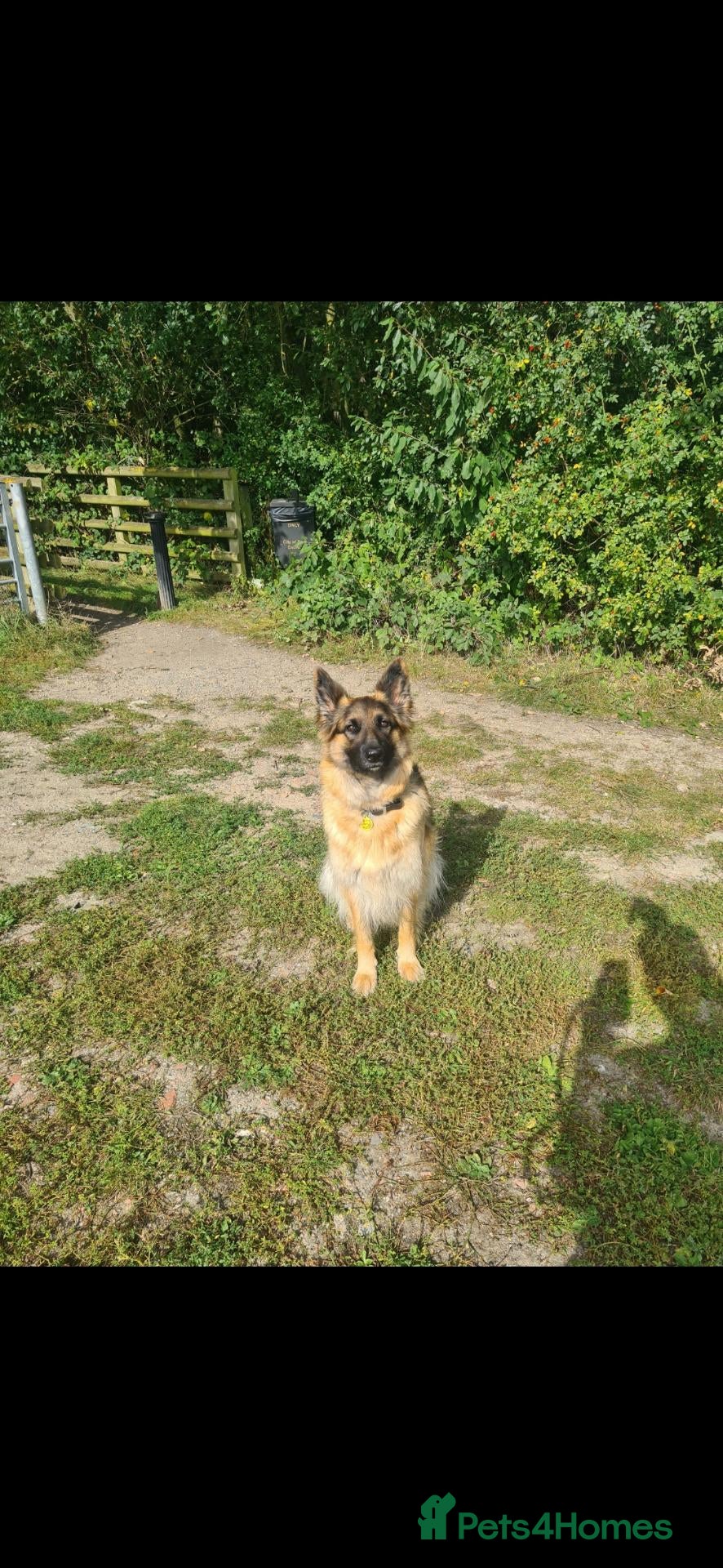German Shepherd dogs German Shepherd Puppies 3 Males & 2 Females - Advert 15