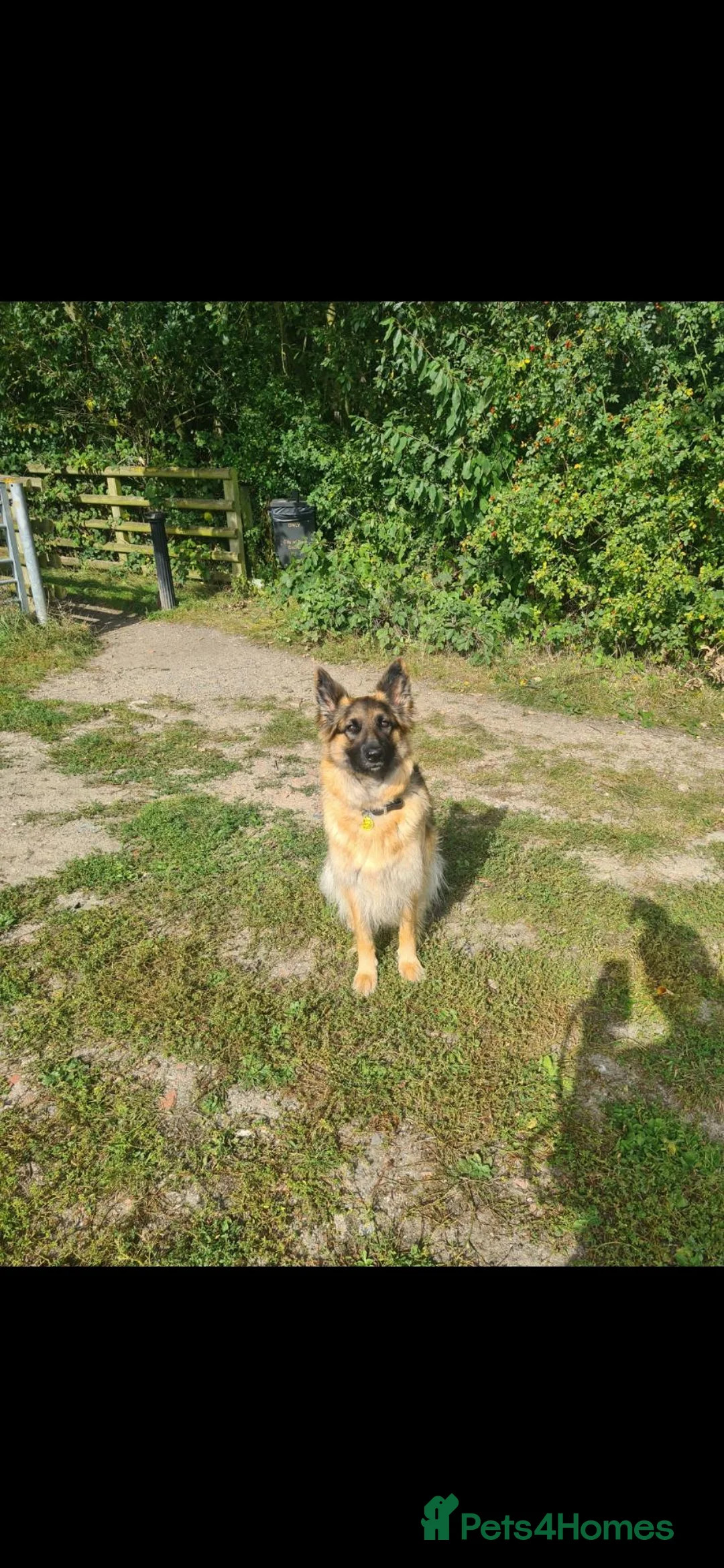 German Shepherd dogs for sale: German Shepherd Puppies 3 Males & 2 Females in York - Advert 1