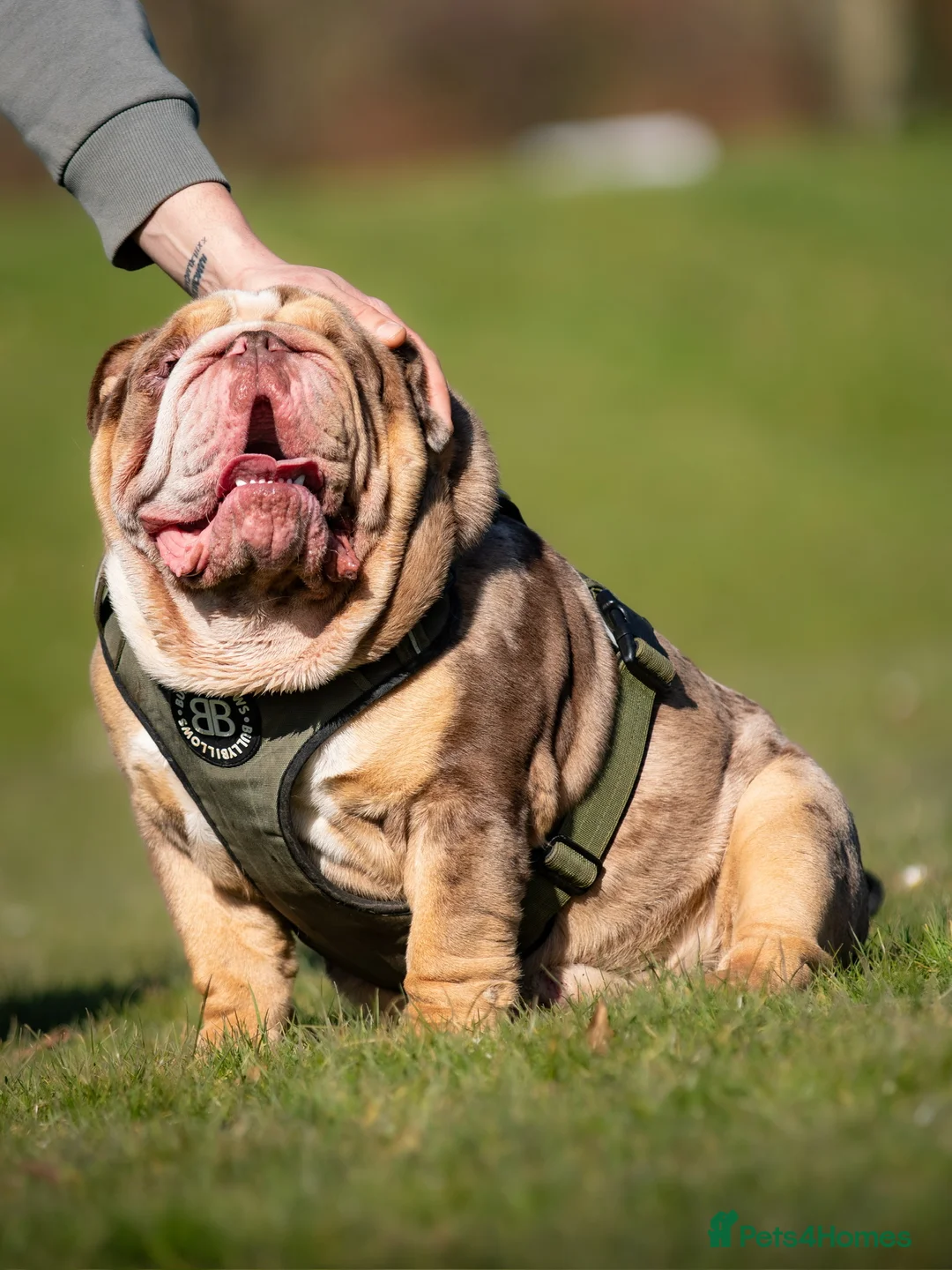 English Bulldog dogs for stud: * Choc n tan Merle STUD - PROVEN! (MR MAGOO) in Stevenage - Advert 7