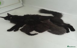 Maine Coon cats for sale: black silver ticked polydactyl girl TICA mainecoon - Advert 7