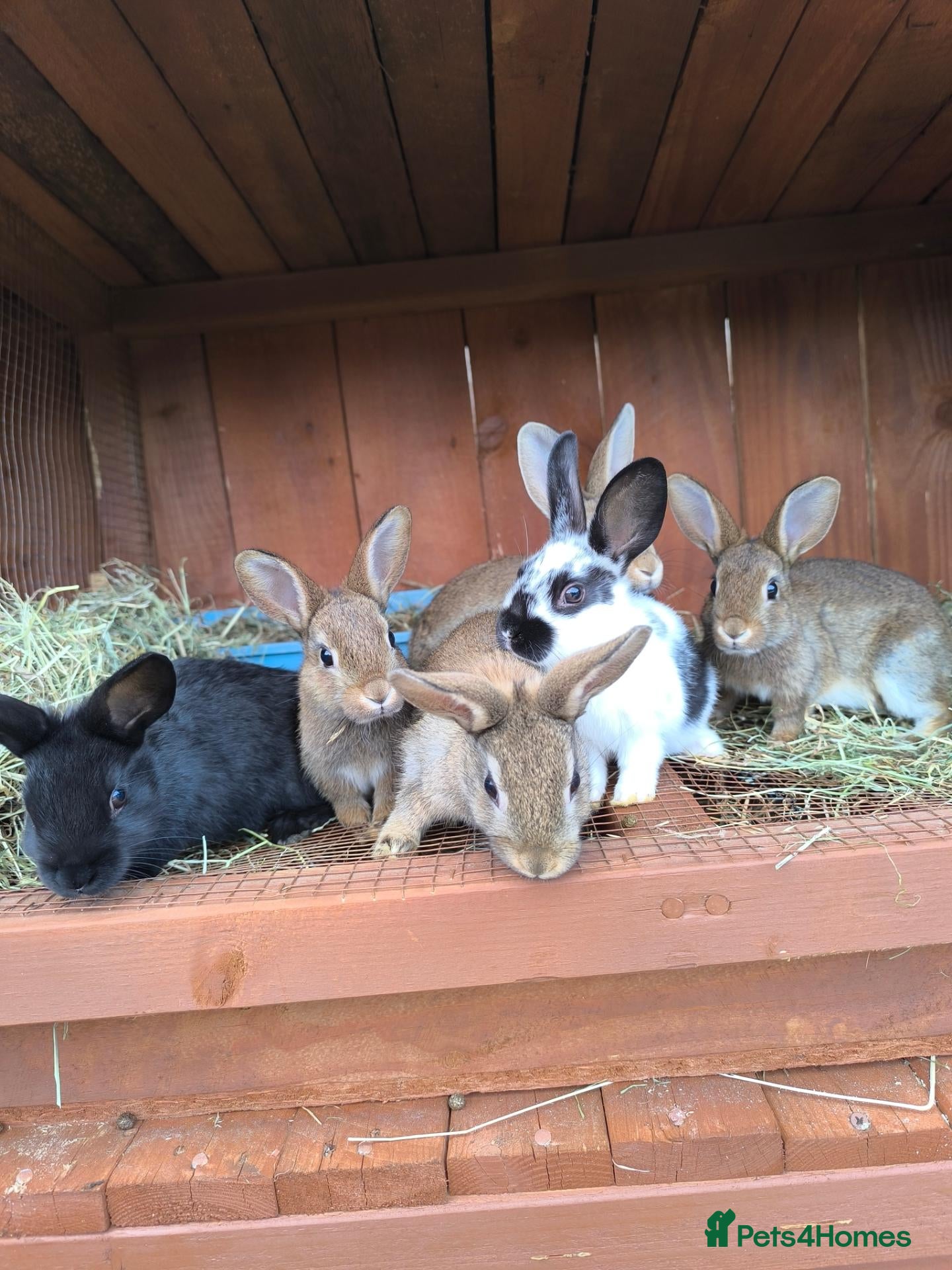 Mixed Breed rabbits New Zeeland Cross Rabbits  - Advert 15
