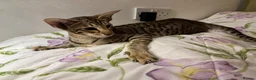 Oriental cats for sale: Playful and friendly kittens ready to leave in New Malden - Advert 11