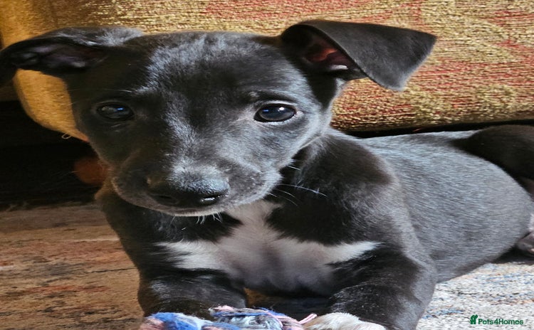 Whippet dogs - Advert 1