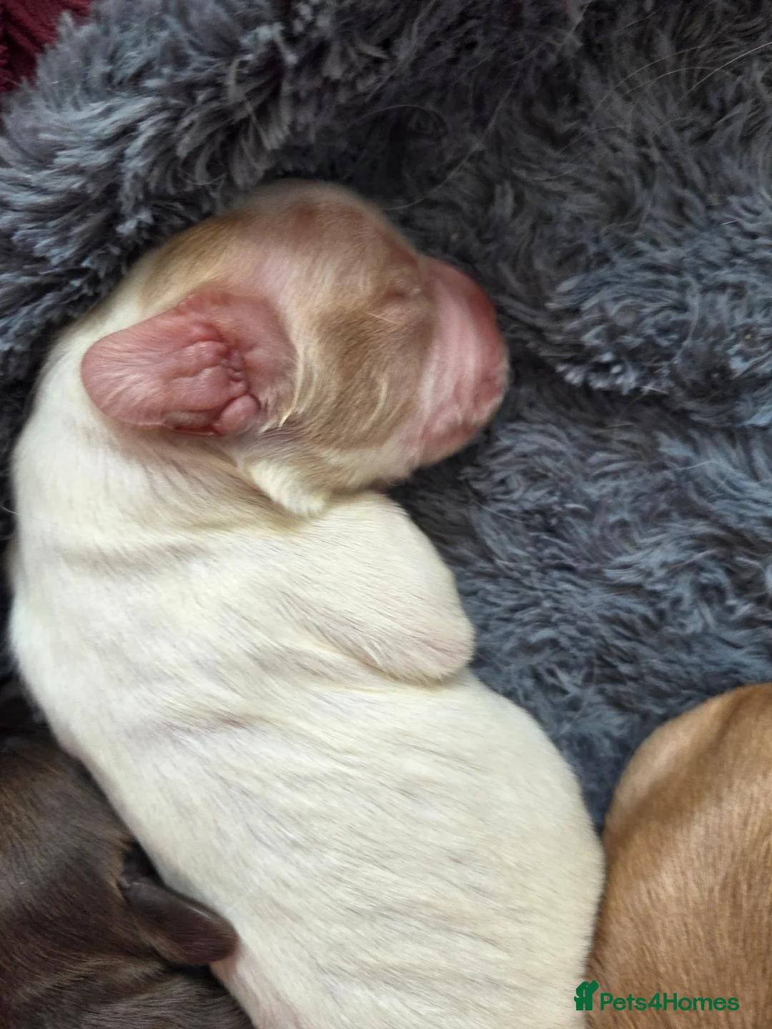 Cocker Spaniel dogs for sale: Cocker spaniel puppies - Advert 14