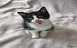 Domestic Shorthair cats for sale: domesticated shorthair kittens - Image 10