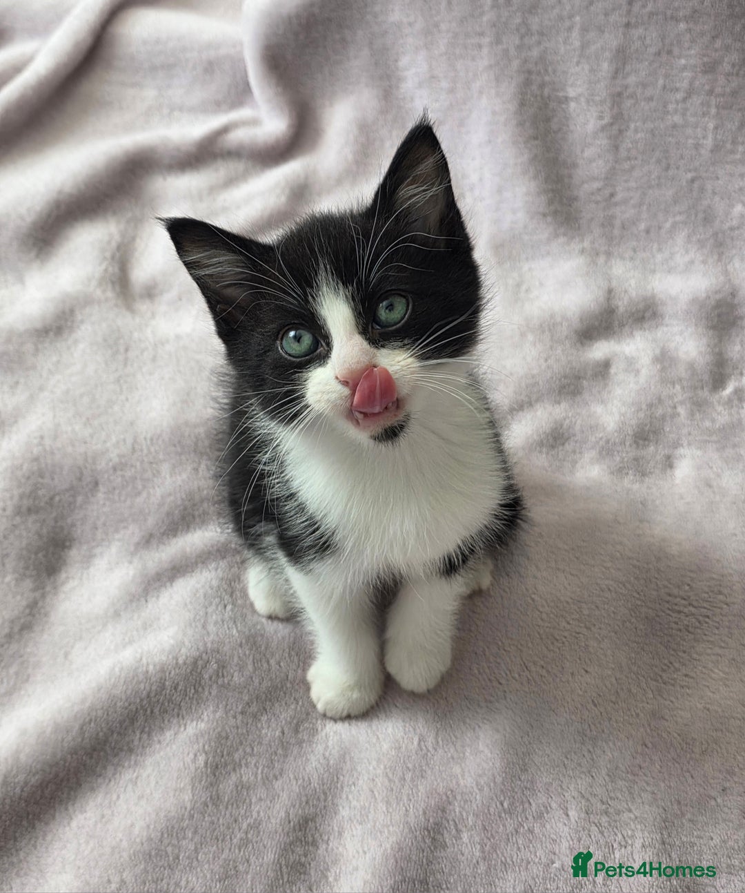 Domestic Shorthair cats for sale: domesticated shorthair kittens - Image 10