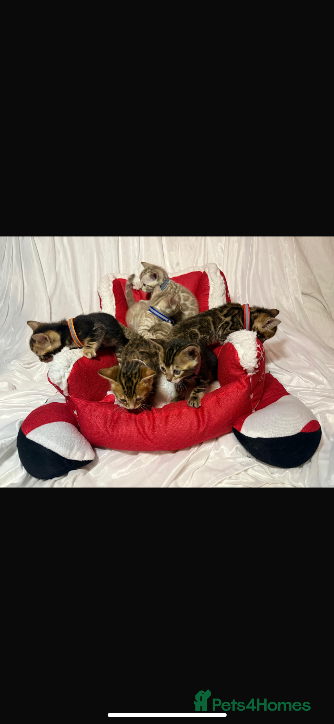 Bengal cats 🐆Bella&#x27;s Bengals🐆 - Advert 12