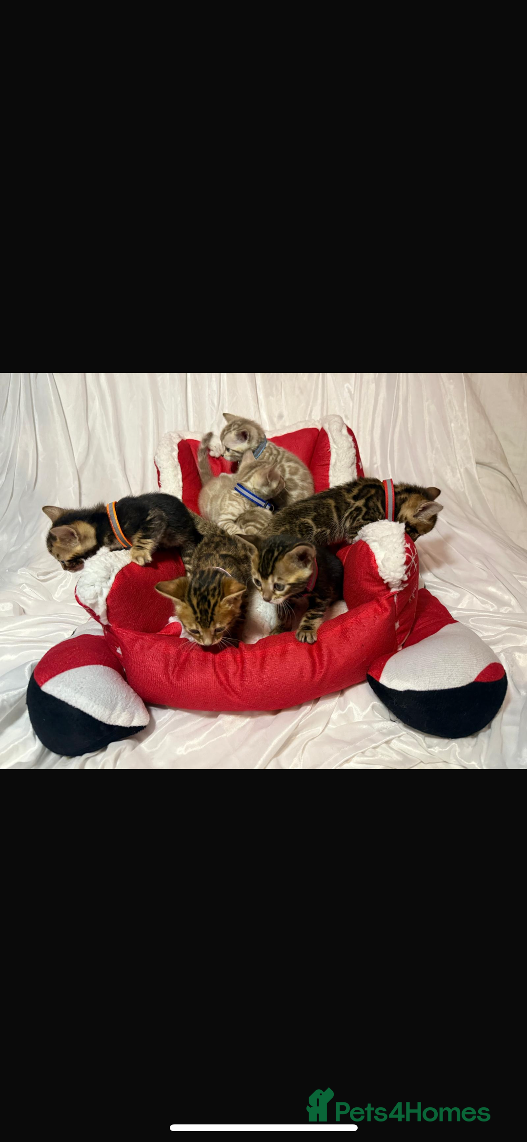 Bengal cats for sale: 🐆Bella's Bengals🐆 - Advert 1