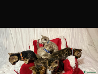 Bengal cats 🐆Bella's Bengals🐆 - Advert 1