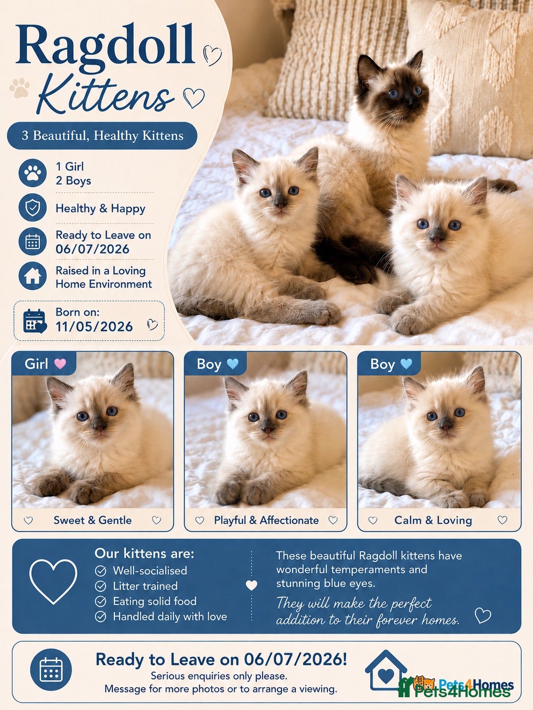 Ragdoll cats ✨ Beautiful Ragdoll Kittens ✨  - Advert 1