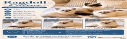 Ragdoll cats for sale: ✨ Beautiful Ragdoll Kittens ✨  - Advert 1