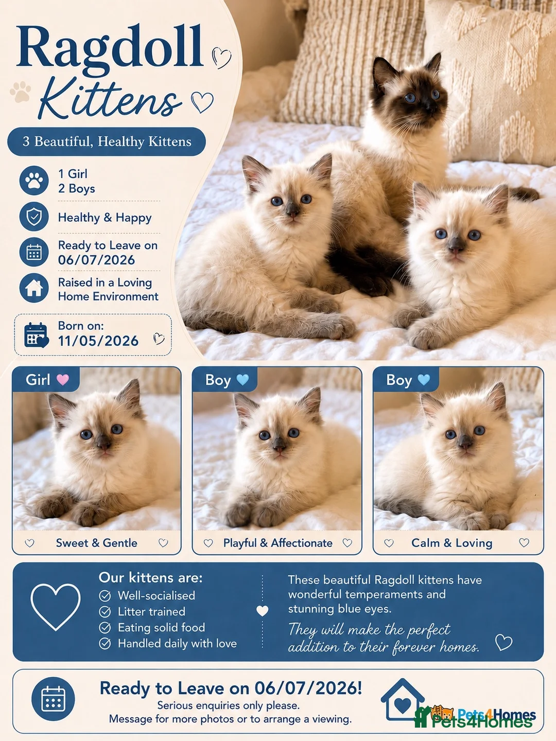 Ragdoll cats for sale: ✨ Beautiful Ragdoll Kittens ✨  - Advert 1