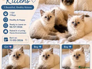 Ragdoll cats ✨ Beautiful Ragdoll Kittens ✨ - Advert 2