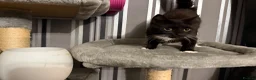 Domestic Shorthair cats for sale: Make kitten  - Advert 4