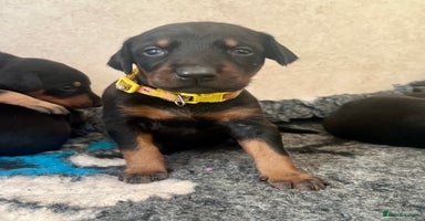 Dobermann dogs - Advert 10