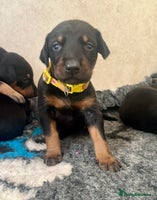 Dobermann dogs - Advert 2