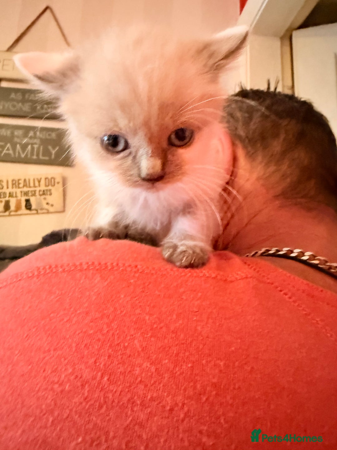 Ragdoll cats for sale: Ragdoll kittens **3** left - Image 11