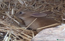 Rex rabbits for sale: Gorgeous rex rabbits - Image 13