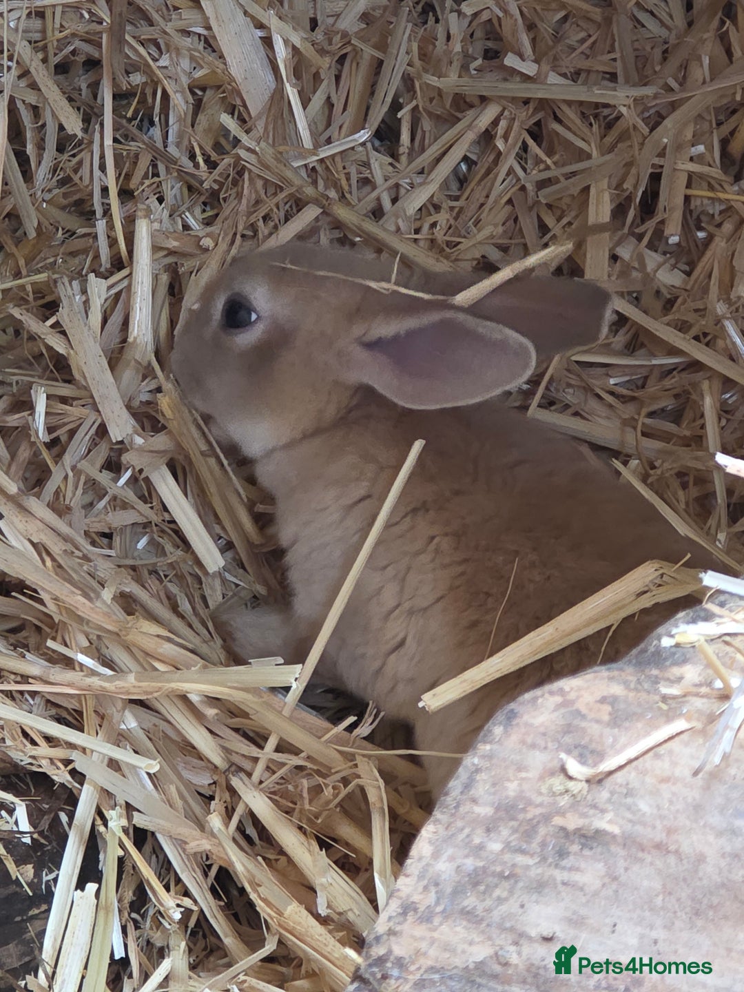 Rex rabbits for sale: Gorgeous rex rabbits - Image 13