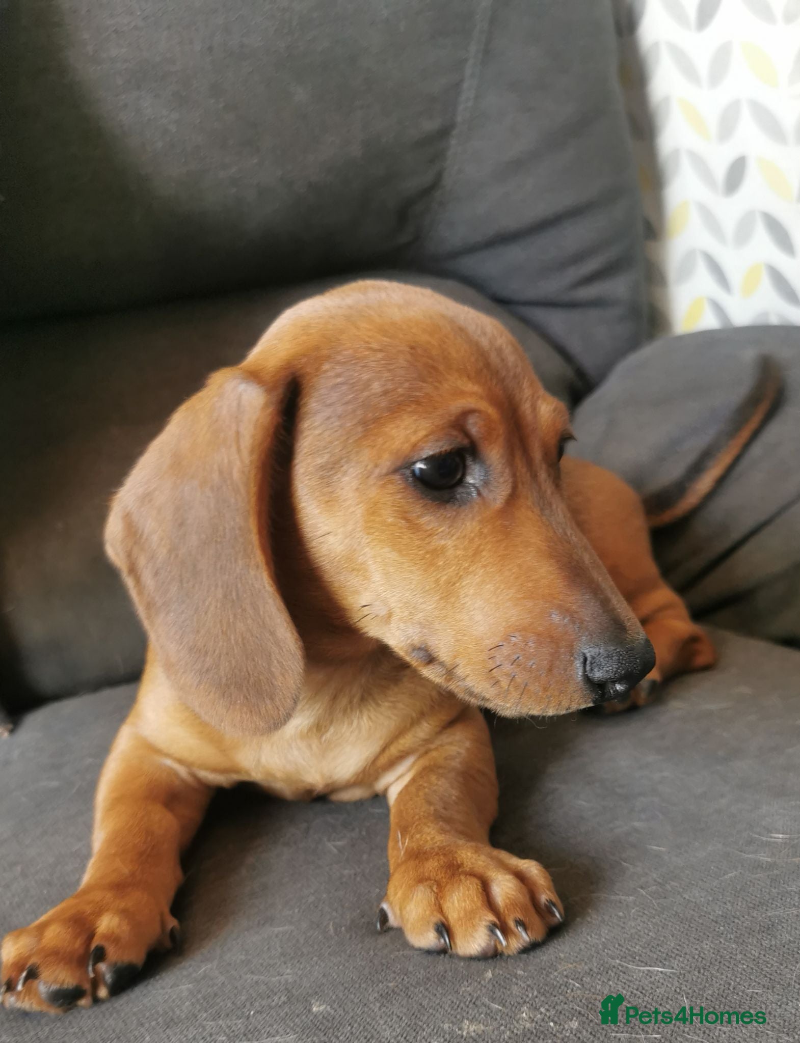 Dachshund dogs  Unusual Playful miniature Dachshound pups  - Advert 1