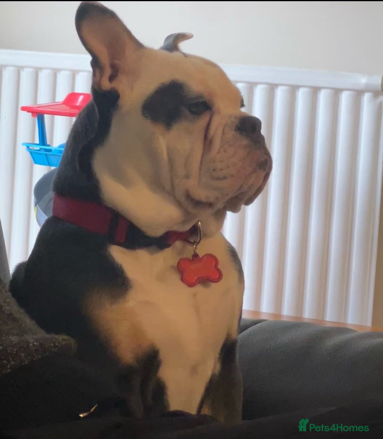 Olde English Bulldogge dogs Paddy the bull dog - Advert 2