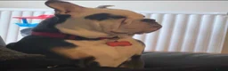 Olde English Bulldogge dogs for sale: Paddy the bull dog - Advert 1