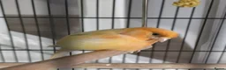 Canaries birds for sale: Female Canary Bird  in Preston - Advert 1