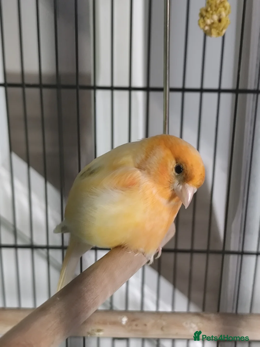 Canaries birds for sale: Female Canary Bird  in Preston - Advert 1